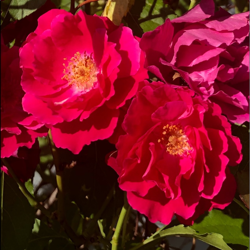 Meet your Posher, Angela